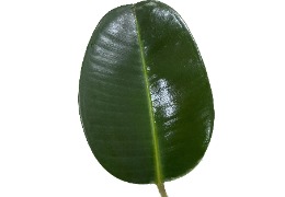 化妝品原料小百科:乙酰殼糖胺樹葉涂抹小實驗